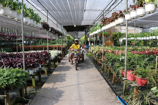 TTXVN_0410 du lich Dong Thap.jpg