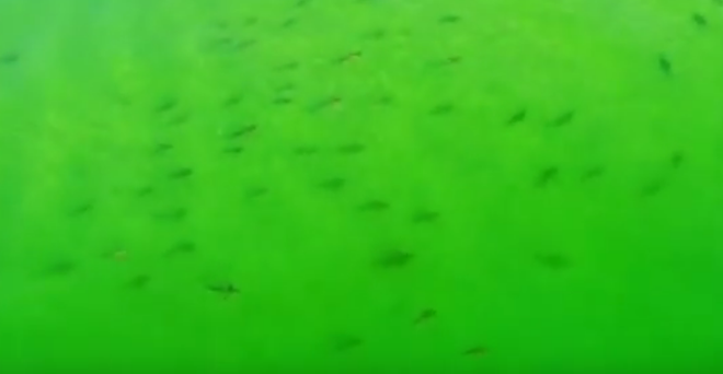 [Video] Hãi hùng với cảnh hàng trăm con cá mập bơi quanh thuyền ảnh 1