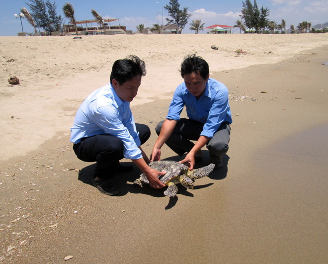 Sóc Trăng: Con rùa biển quý hiếm suýt bị người dân mổ thịt ảnh 1