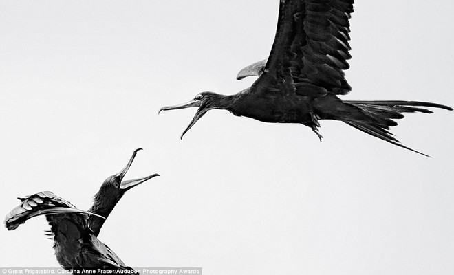 Những khoảnh khắc ấn tượng của các loài chim quý hiếm ở Bắc Mỹ ảnh 2