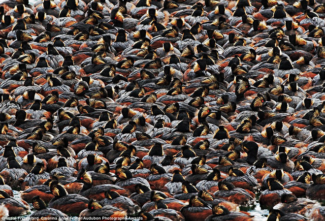 Những khoảnh khắc ấn tượng của các loài chim quý hiếm ở Bắc Mỹ ảnh 4