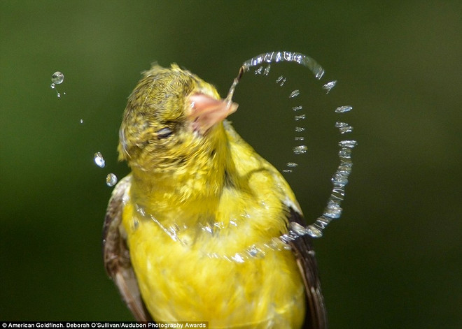 Những khoảnh khắc ấn tượng của các loài chim quý hiếm ở Bắc Mỹ ảnh 7