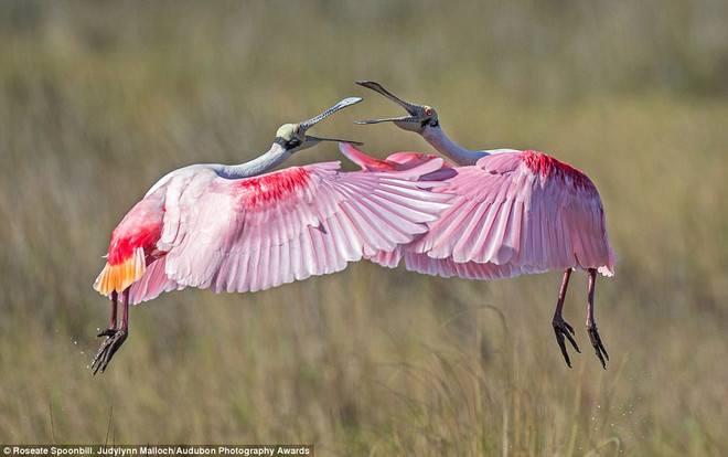 Những khoảnh khắc ấn tượng của các loài chim quý hiếm ở Bắc Mỹ ảnh 9