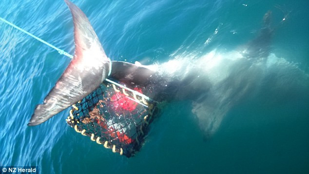 Ngư dân câu tôm hùm được "khuyến mại" thêm cá mập trắng ảnh 1