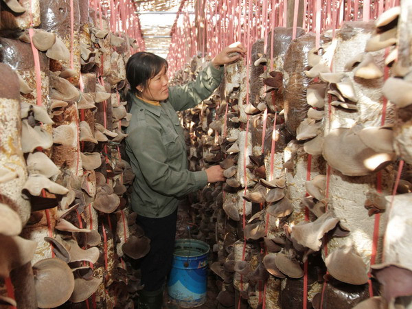 Ứng dụng công nghệ di động giúp tăng 30% năng suất trồng nấm ảnh 1