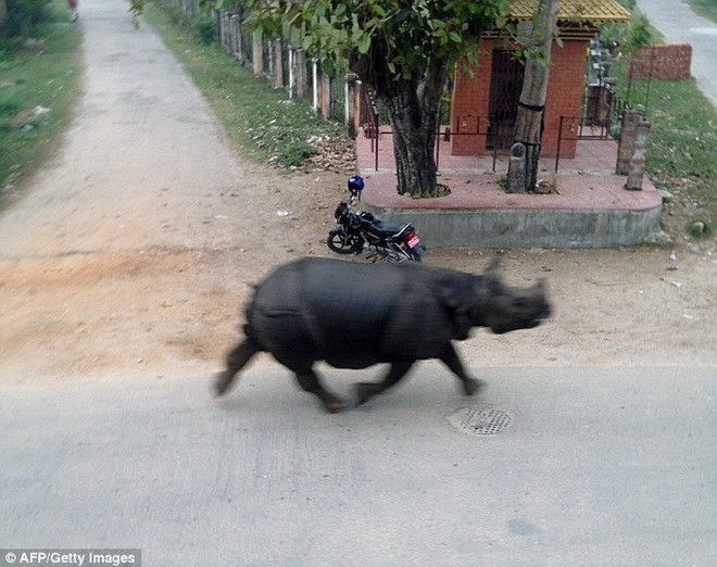 [Video] Tê giác làm loạn trên phố, húc chết một người phụ nữ ảnh 1