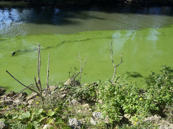 Mỹ: Nguồn nước máy nhiễm độc, nửa triệu dân thiếu nước ảnh 1