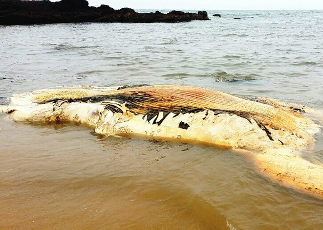 Xác cá voi nặng khoảng 5 tấn trôi dạt vào bờ biển Quảng Bình ảnh 1