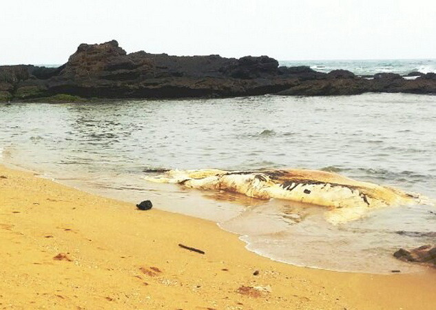Xác cá voi nặng khoảng 5 tấn trôi dạt vào bờ biển Quảng Bình ảnh 3