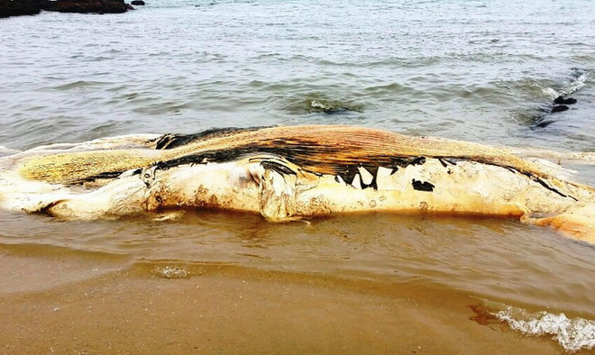 Xác cá voi nặng khoảng 5 tấn trôi dạt vào bờ biển Quảng Bình ảnh 2