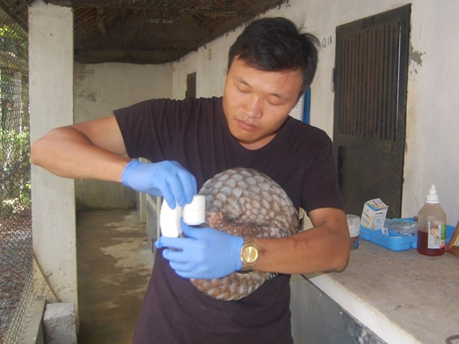 Thanh Hóa: Xử lý hình sự vụ vận chuyển trái phép 56 cá thể tê tê ảnh 1