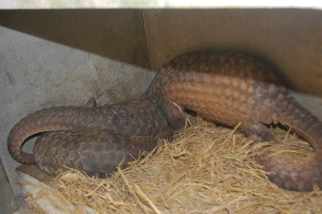 Thanh Hóa: Xử lý hình sự vụ vận chuyển trái phép 56 cá thể tê tê ảnh 2