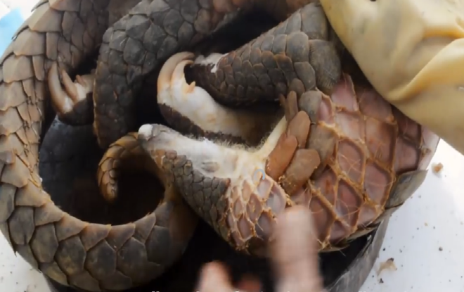 Xúc động clip động vật ‘sách đỏ’ kêu cứu thu hút 1,5 triệu lượt xem ảnh 1