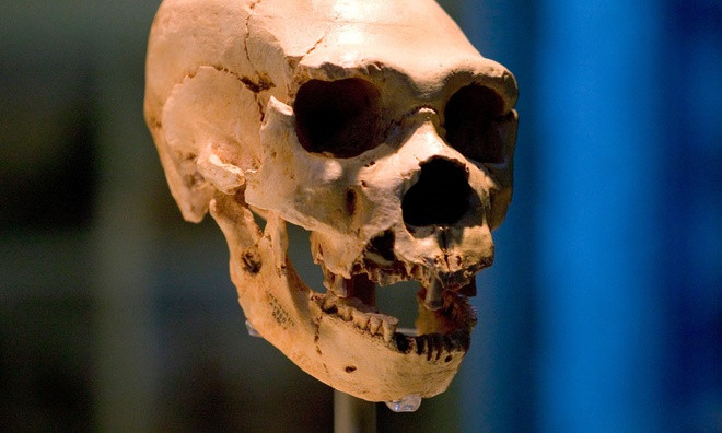 Một hộp sọ của người Homo neanderthalensis. (Nguồn: Bảo tàng Lịch sử Tự nhiên/Alamy.h) Phát hiện dấu vết gene của 'bộ tộc ma' trong ADN người Tây Phi ảnh 1