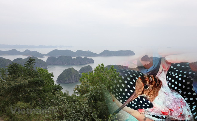 Kiên quyết ngăn chặn tình trạng săn bắt tận diệt chim hoang dã di cư ảnh 1