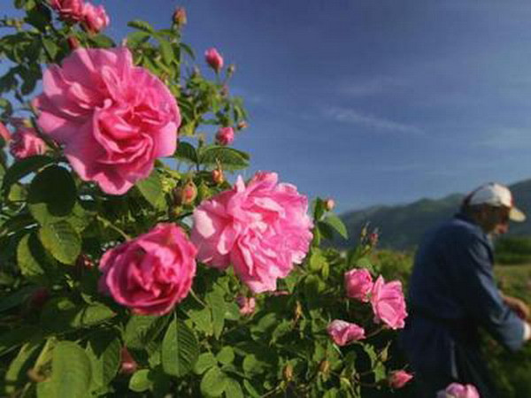 Thú vị quy trình tinh chế dầu hoa hồng nổi tiếng của Bulgaria ảnh 1