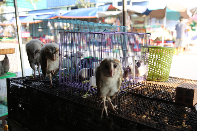 Chống dịch Covid-19: Cục Kiểm lâm truy quét chợ chim lớn nhất nước ảnh 1