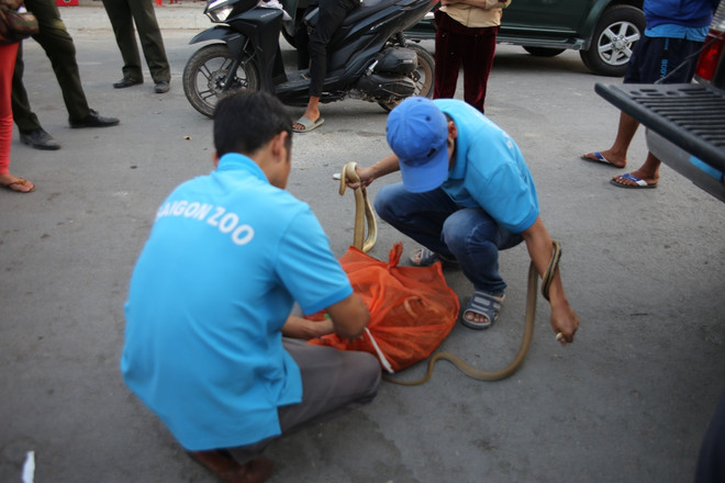 Chống dịch Covid-19: Cục Kiểm lâm truy quét chợ chim lớn nhất nước ảnh 7