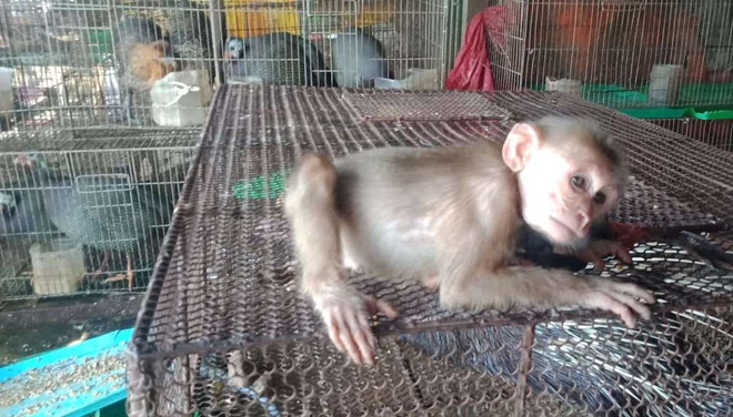 Cá thể khỉ thuộc nhóm động vật hoang dã quý, hiếm được bày bán công khai tại chợ Thạnh Hóa, tỉnh Long An. (Ảnh: HV/Vietnam+) Chống dịch Covid-19: Cục Kiểm lâm truy quét chợ chim lớn nhất nước ảnh 9