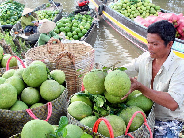 Thu mua bưởi Năm Roi tại Vĩnh Long. (Ảnh: Duy Khương/TTXVN) Bưởi Năm Roi cho thu nhập từ 200-300 triệu đồng mỗi ha ảnh 1