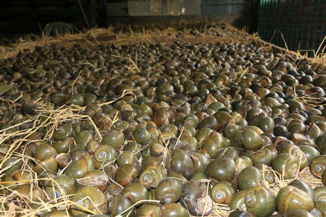 Độc đáo đặc sản ốc gác bếp vùng quê sông nước Tây Nam Bộ ảnh 1