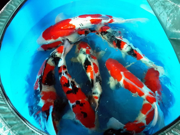 Nhập khẩu lô hàng cá Koi "khủng" giá hàng chục nghìn USD ảnh 1