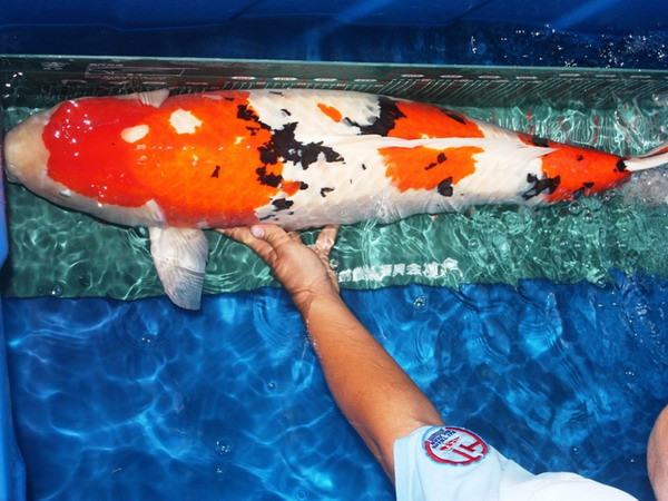 Nhập khẩu lô hàng cá Koi "khủng" giá hàng chục nghìn USD ảnh 2