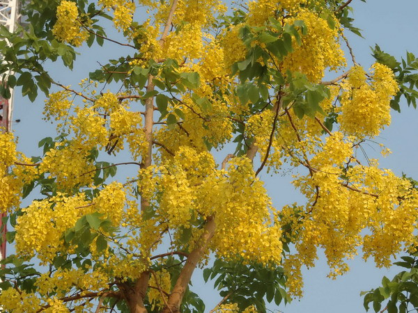 Dok Khoun báo hiệu một năm mới đang về trên đất Lào ảnh 1