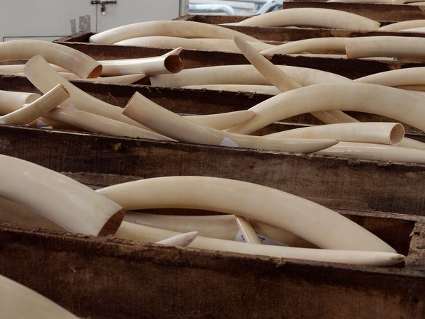 Mozambique phạt tù người săn bắn động vật hoang dã ảnh 1