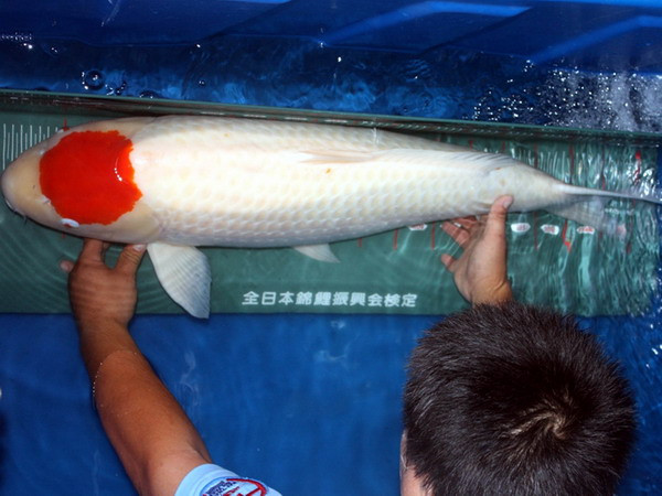 Nhập khẩu lô hàng cá Koi "khủng" giá hàng chục nghìn USD ảnh 3