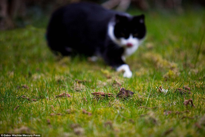 Khoảnh khắc cuối cùng của con chuột trước khi bị mèo đói vồ ảnh 1