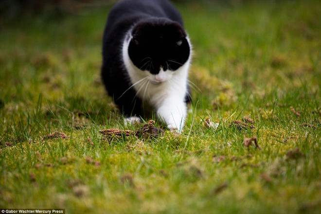 Khoảnh khắc cuối cùng của con chuột trước khi bị mèo đói vồ ảnh 3