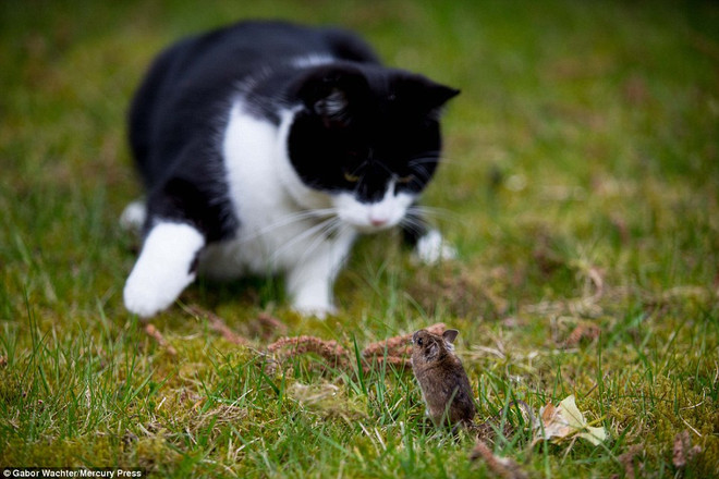 Khoảnh khắc cuối cùng của con chuột trước khi bị mèo đói vồ ảnh 2