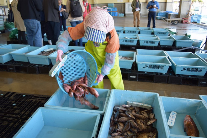 Tỉnh Miyagi hỗ trợ doanh nghiệp xuất khẩu hải sản sang Việt Nam ảnh 1