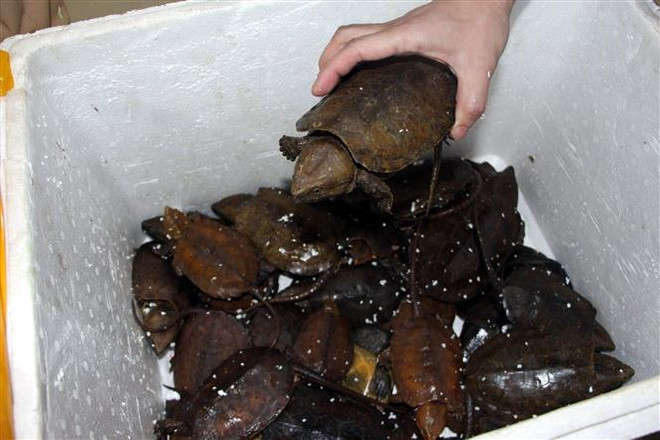 Nghệ An: Bắt hai đối tượng tàng trữ, vận chuyển động vật quý hiếm ảnh 1