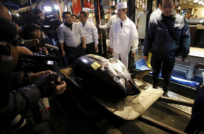 Con cá ngừ trị giá gần 120.000 USD tại chợ cá Nhật Bản ảnh 2