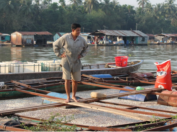 200 tấn cá bè chết trắng trên sông Đồng Nai chỉ trong 2 ngày ảnh 1
