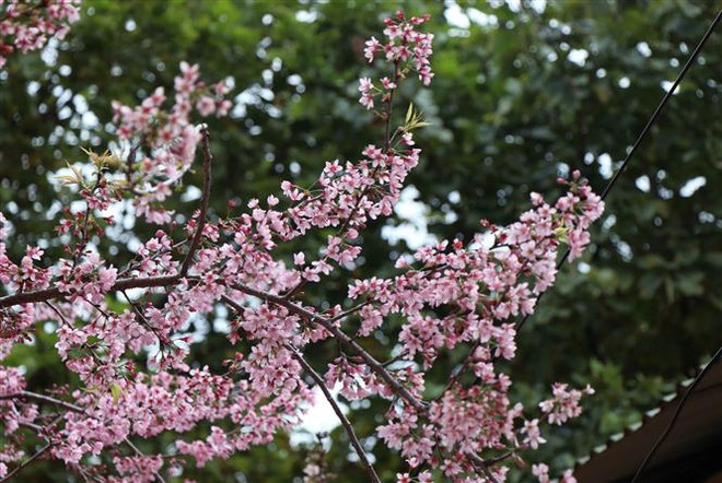 Say đắm với sắc hoa Tớ Dày bung nở lộng lẫy núi đồi Tây Bắc ảnh 1