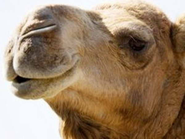 Có bằng chứng virus MERS lây từ lạc đà sang người ảnh 1