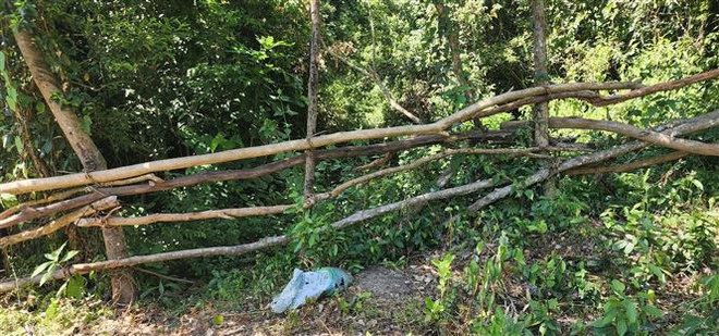 Vụ phá rừng tại huyện Phù Mỹ: Cán bộ xã có tham gia hay không? ảnh 1