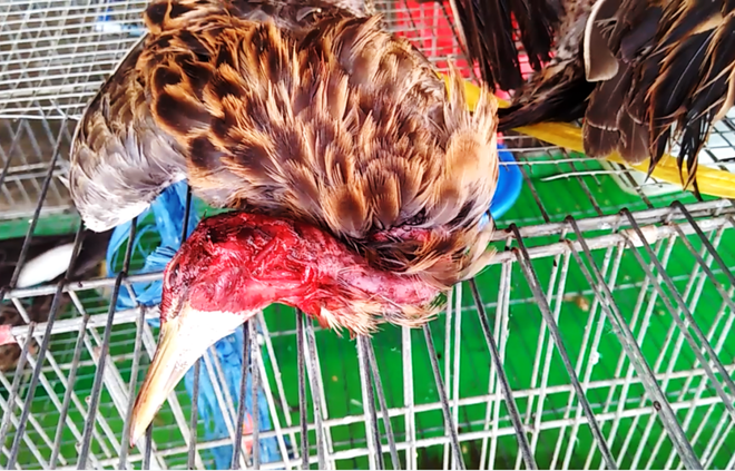 Từ bỏ thói quen ăn động vật hoang dã chặn nguy cơ lây truyền dịch bệnh ảnh 2