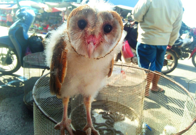 Từ bỏ thói quen ăn động vật hoang dã chặn nguy cơ lây truyền dịch bệnh ảnh 1