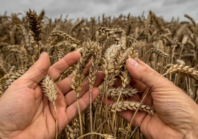 Nắng nóng gay gắt đang tàn phá vựa lúa mì lớn nhất thế giới ảnh 1