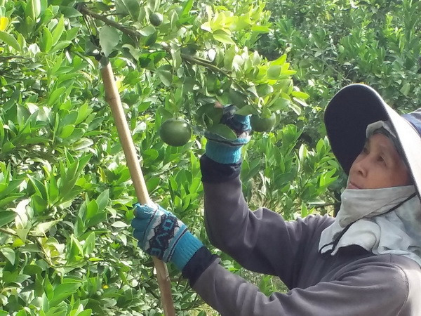 Thương lái vung tiền thu mua quýt non tại Bà Rịa-Vũng Tàu ảnh 1