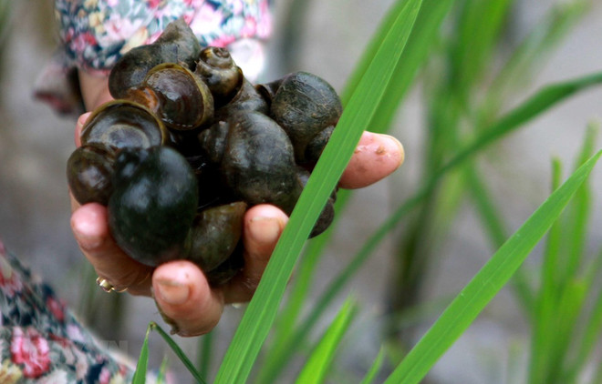 Tăng cường công tác quản lý, kiểm soát loài ngoại lai xâm hại ảnh 1