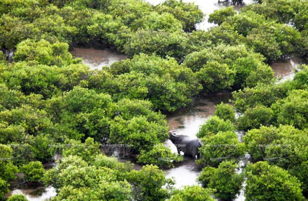 Vùng đất hoang dã của các loài chim nước và chim di cư quý hiếm ảnh 3