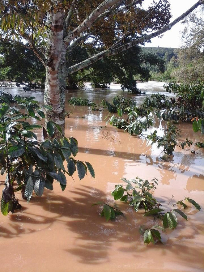 Lâm Đồng: Đập Kala xả lũ nhấn chìm nhiều ha càphê trong biển nước ảnh 2