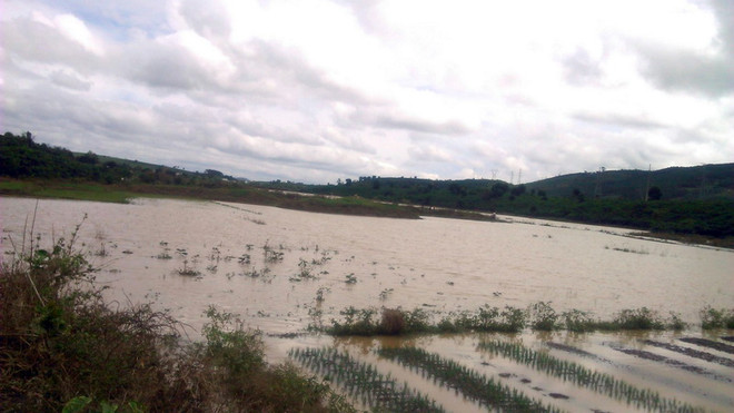 Lâm Đồng: Đập Kala xả lũ nhấn chìm nhiều ha càphê trong biển nước ảnh 1