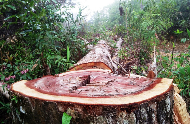 10 thành tựu nổi bật của ngành nông nghiệp trong năm 2018 ảnh 3