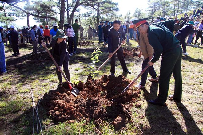 Trồng cây phân tán tạo cảnh quan cho thành phố hoa Đà Lạt ảnh 1